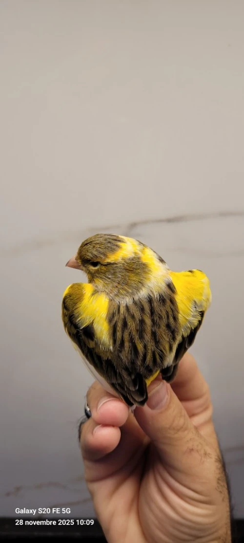 Canari ordinaire 2025 bague