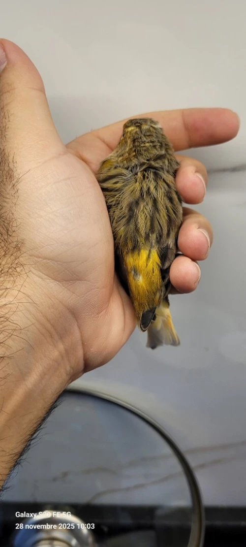 Canari ordinaire 2025 bague