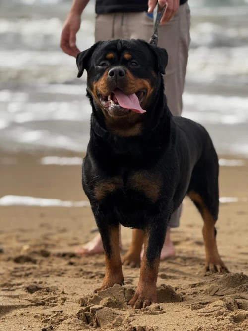 Rottweiler sarbie 