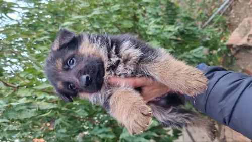 Chiot berger allemand pedigree