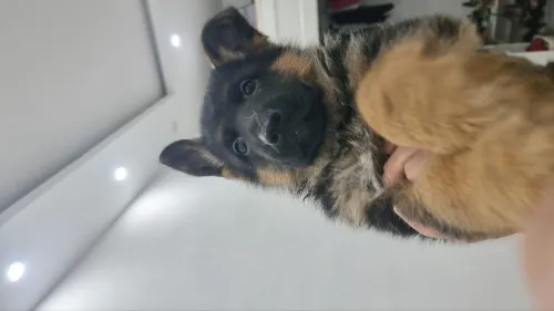 Chiot berger allemand