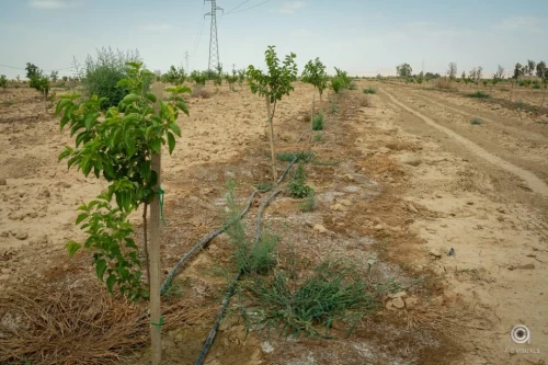 Vente Terrain Agricole Biskra Sidi okba