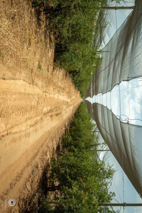 Vente Terrain Agricole Biskra Sidi okba