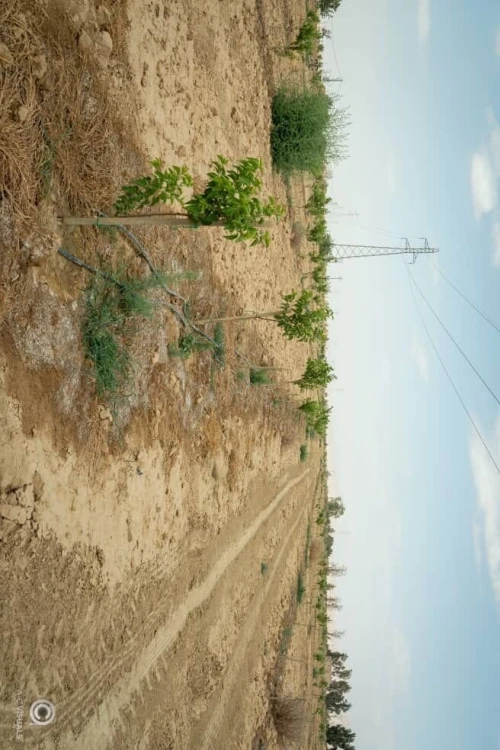 Vente Terrain Agricole Biskra Sidi okba