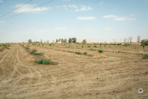 Vente Terrain Agricole Biskra Sidi okba