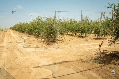 Vente Terrain Agricole Biskra Sidi okba