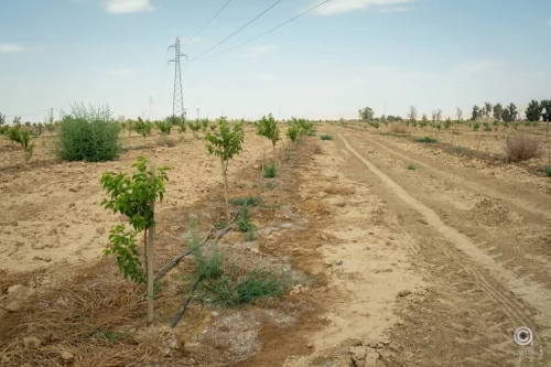 Vente Terrain Agricole Biskra Sidi okba