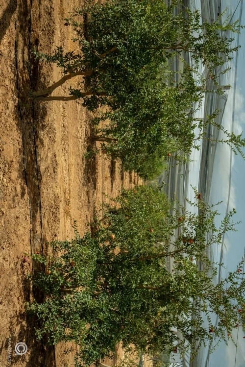 Vente Terrain Agricole Biskra Sidi okba