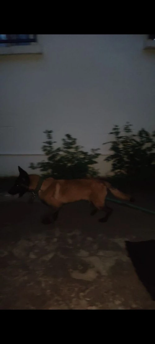 Chien malinois charbonie masqur noir
