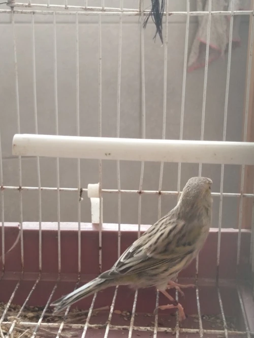 2 mal canaris et une femelle 