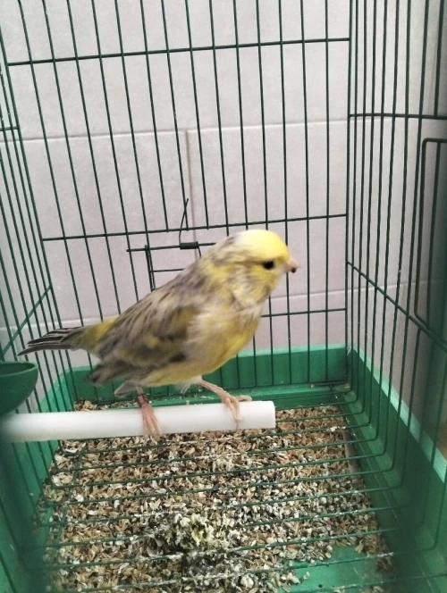 2 mal canaris et une femelle 