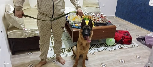 Femelle berger allemand مع شهادة الاصول