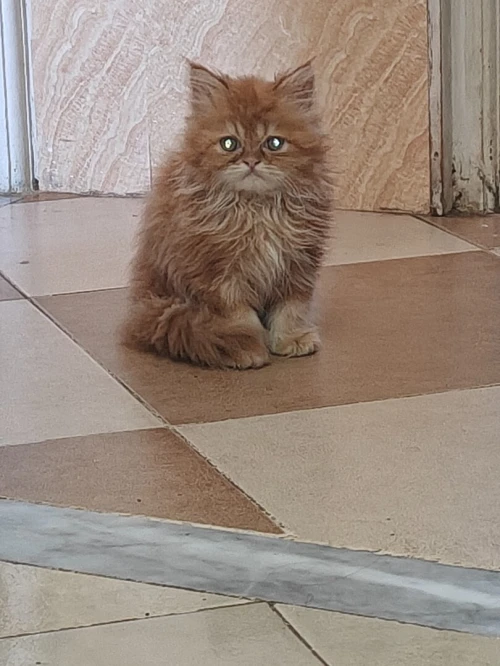 Chat persan chinchilla 