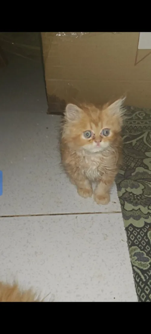 Chat Persan chinchilla 3mois