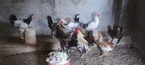 بيع دجاج عرب vendre poules arabes
