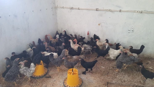 بيع دجاج عرب vendre poules arabes