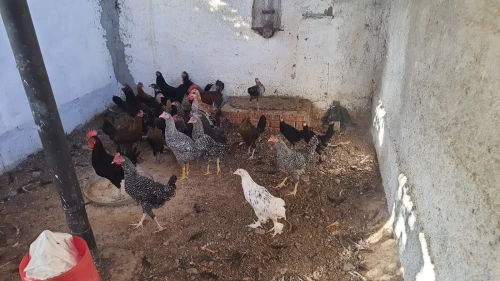 بيع دجاج عرب vendre poules arabes