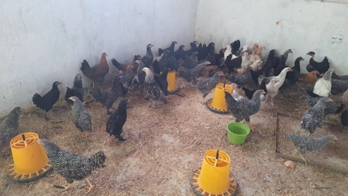 بيع دجاج عرب vendre poules arabes