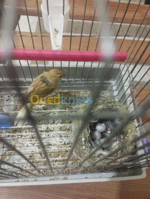 Femelle canari isabelle 7 mois