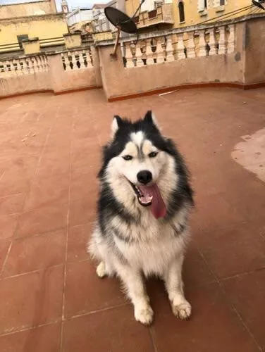 Husky female 