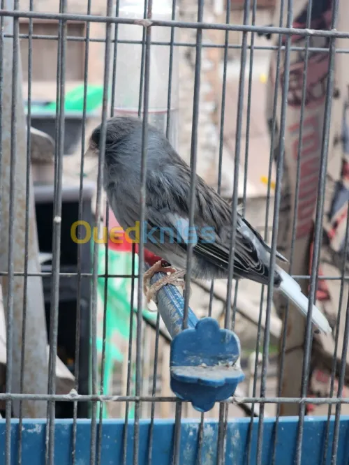 Canari