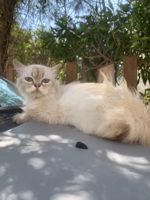 chat persan potentiel 
