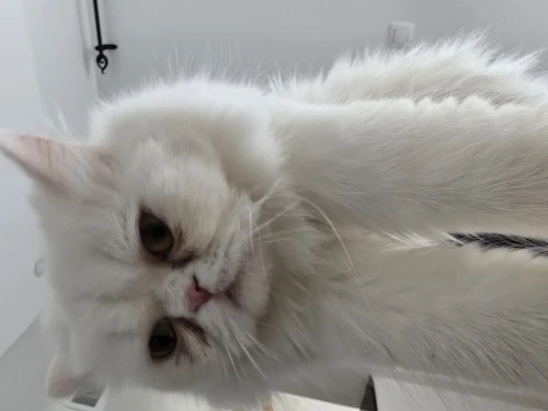 Chat persan picky face blanc