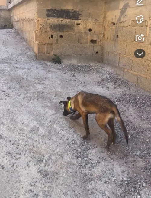 Chien malinois 
