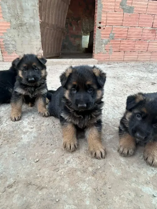 Chiots berger allemand