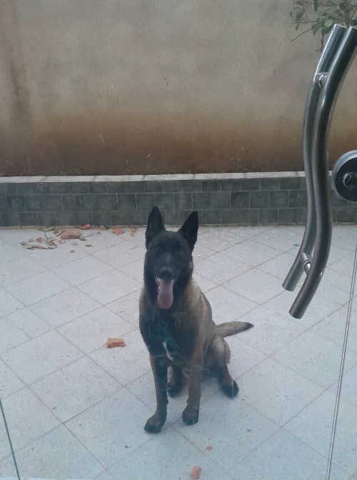 Malinois