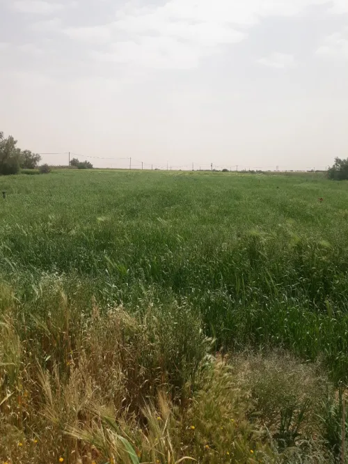 Vente Terrain Naâma Mecheria