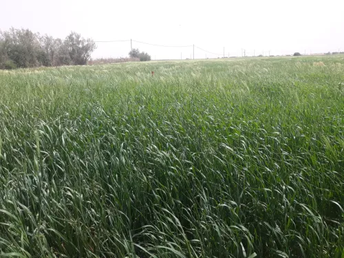 Vente Terrain Naâma Mecheria