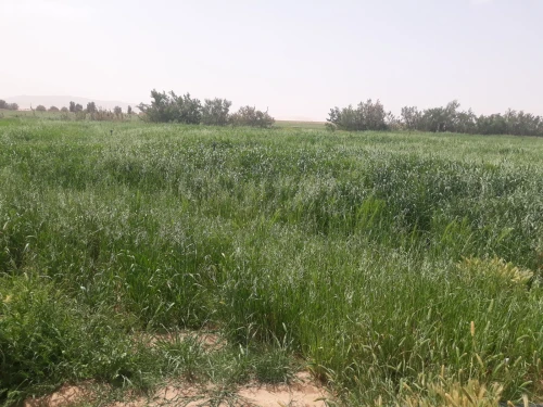 Vente Terrain Naâma Mecheria