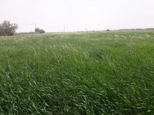 Vente Terrain Naâma Mecheria