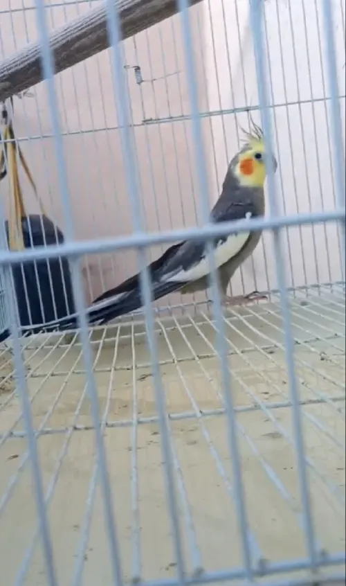 Callopsitte Cockatiel