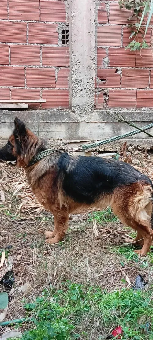 berger allemand femelle