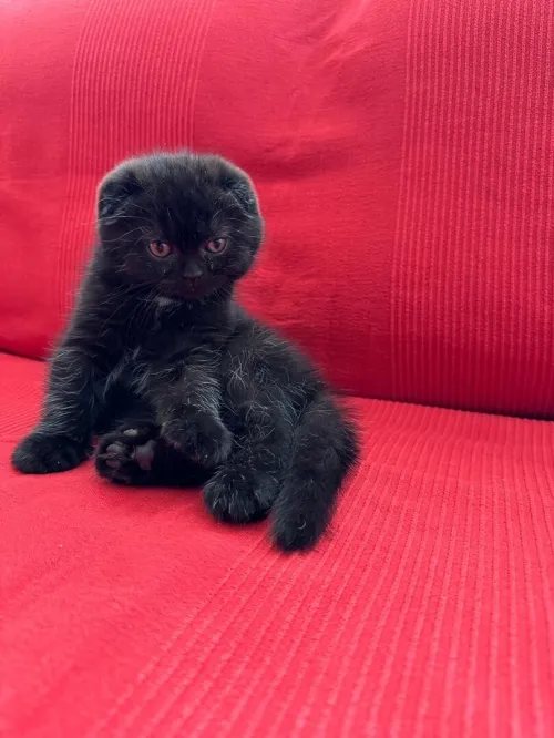 Scottish fold