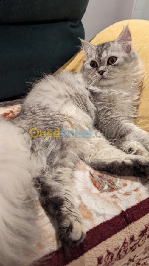 Chat scotich straight 