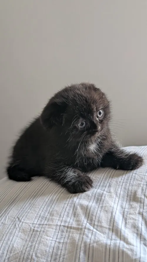 British Scottish fold Shorthair