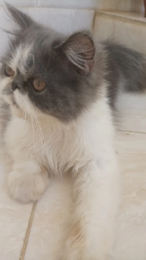 Chat Persan Himalayen