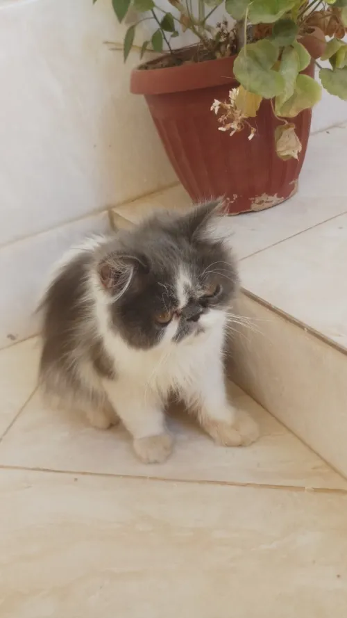 Chat Persan Himalayen