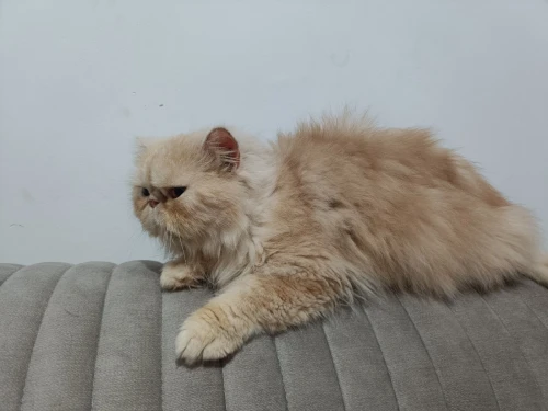 Chat persan pour accouplement