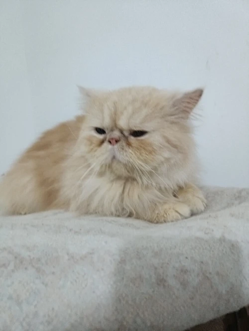 Chat persan pour accouplement