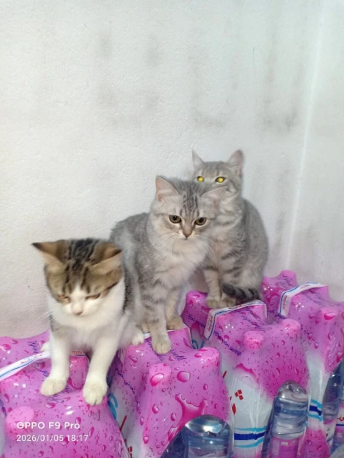 3 chats