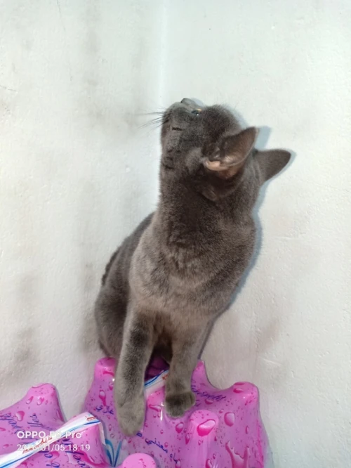 Chat femelle bleu russe