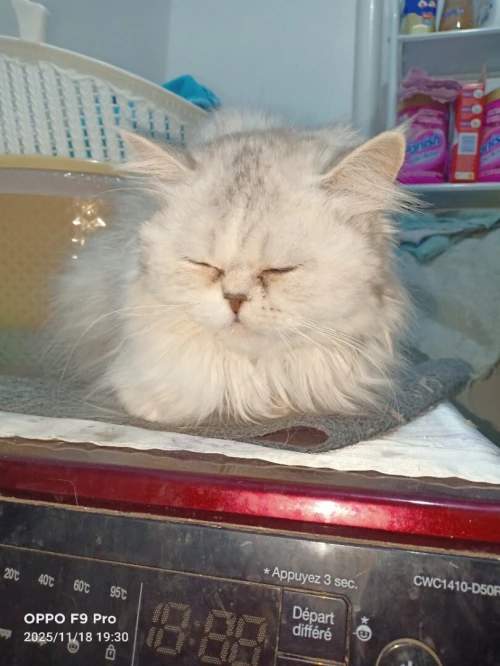 chat persan picky face