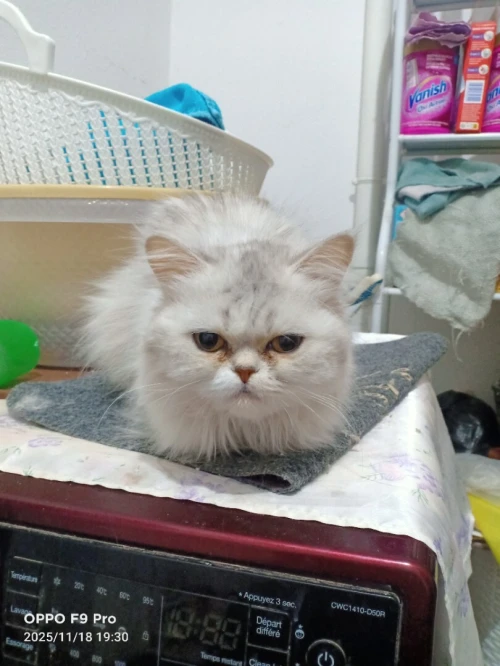 chat persan picky face