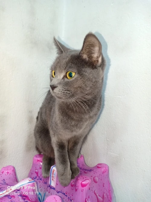 Chat femelle bleu russe