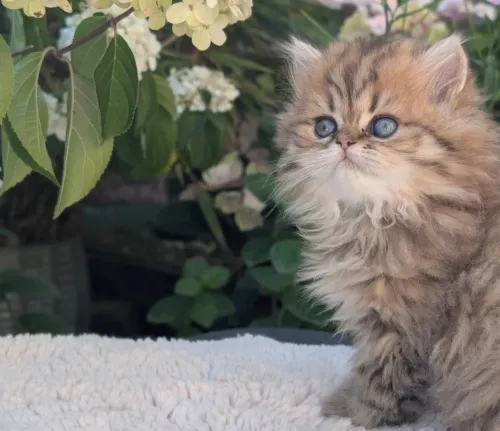 Chats persan pure race