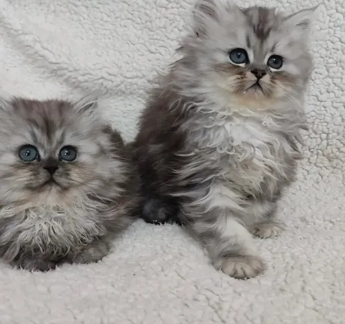 Chats Persan